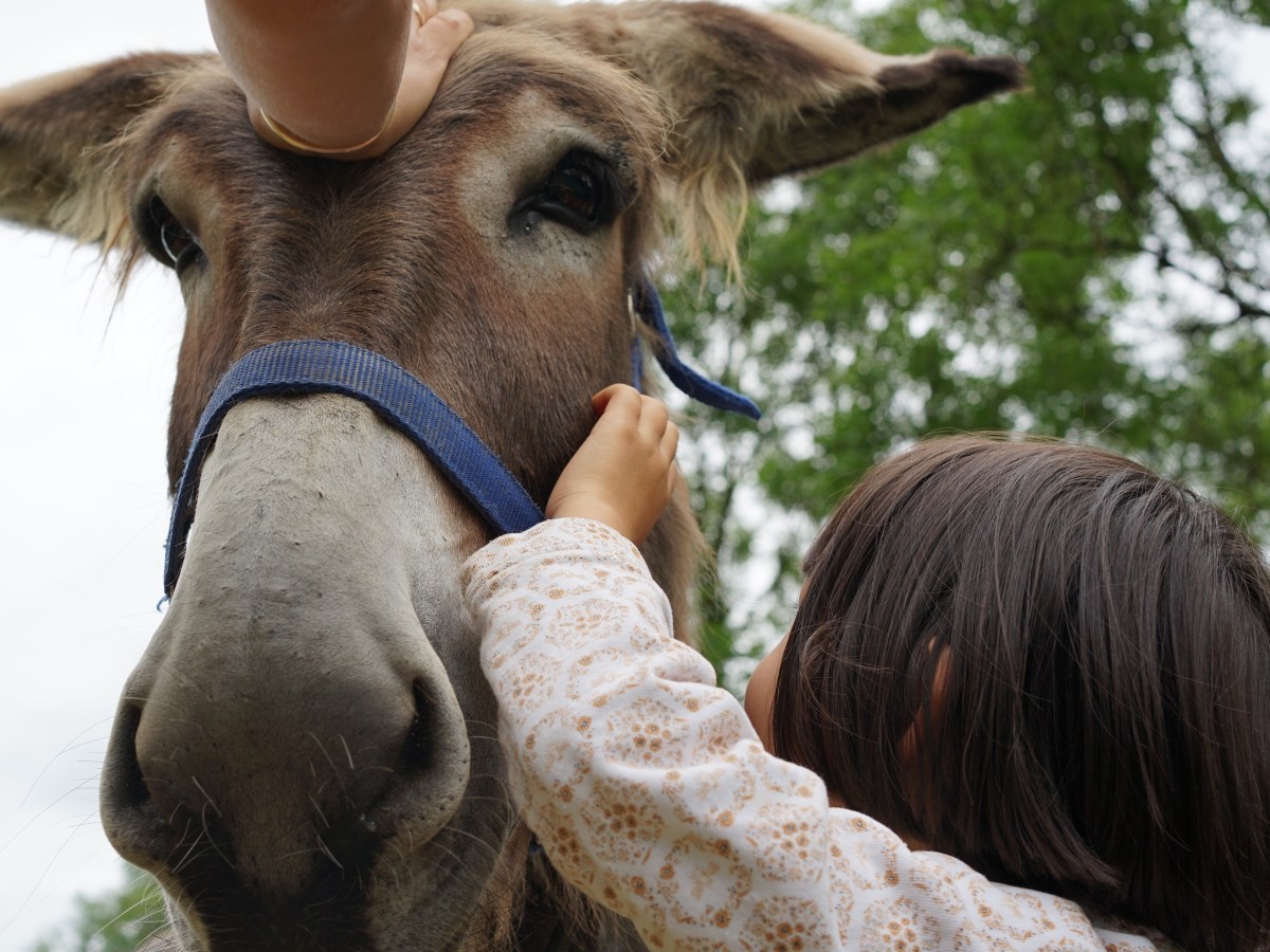 Au pays des Bohémi&rsquo;ânes