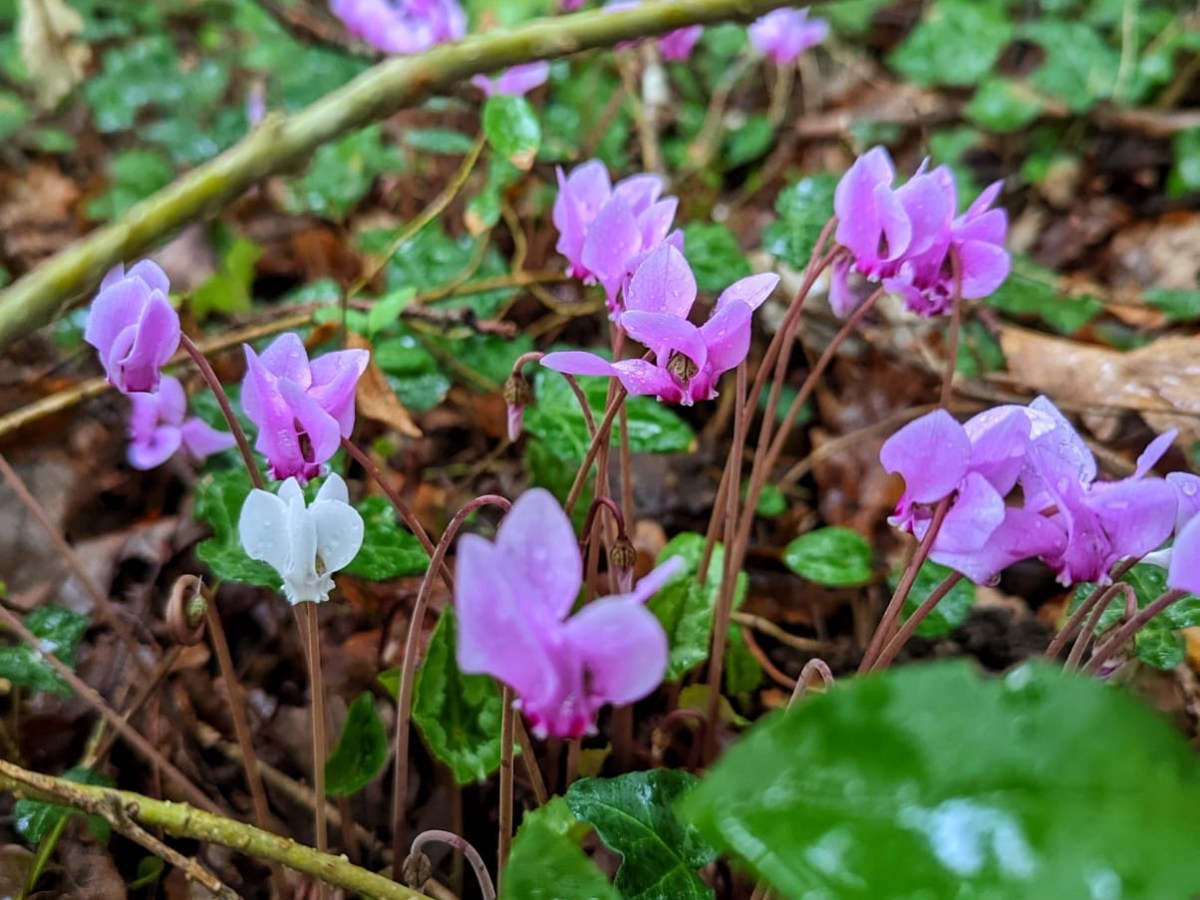 Le Cyclamen, emblématique fleur d&rsquo;Aix et des&nbsp;Bauges